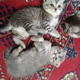 породистые котята
