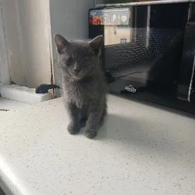 котята