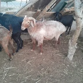 Goç