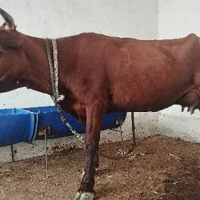 Göleli sygyr