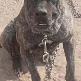 Kone kors
