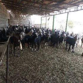ERKEÇLER