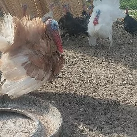 Owgan poroda horaz induklar