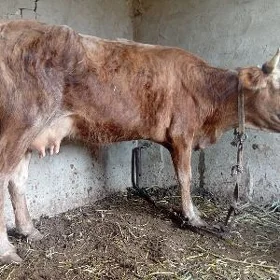 goleli sygyr