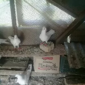Kepderi