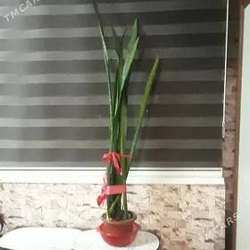цветы