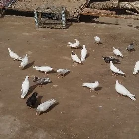 kepteri