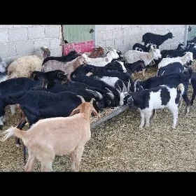 dog erkec