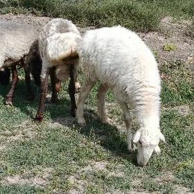 Goŷunlar