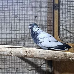 kepderi