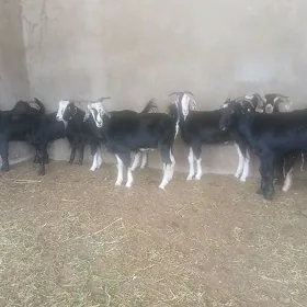 erkeç