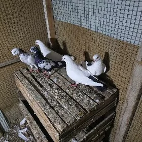 Kepderi