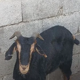 geçi dog erkeç