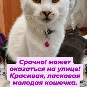  Кошка Срочно - Ласковая!