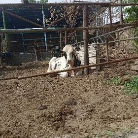Öküz