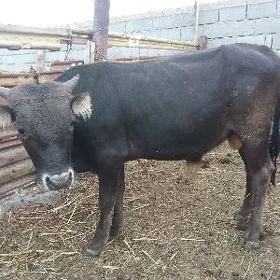 Öküz
