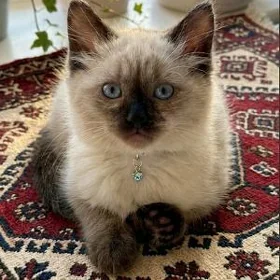 сиамский котёнок