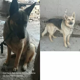 Афчарка 2 Саны Еркек