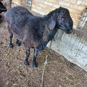 Goç
