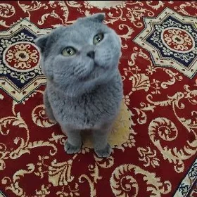 Шотландский Веслоухий Котик
