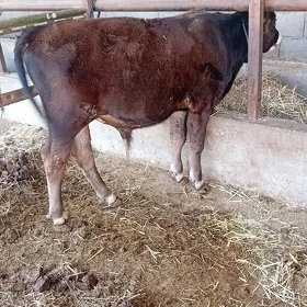 Ökizçe