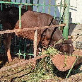 goleli sygyr