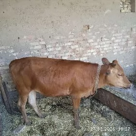 Gole