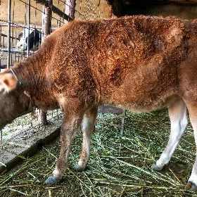 Tüwe