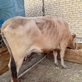 Sygyr