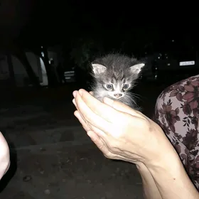 котенок мальчик