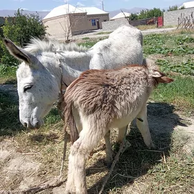 Kürreli eşek