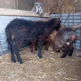 goýun