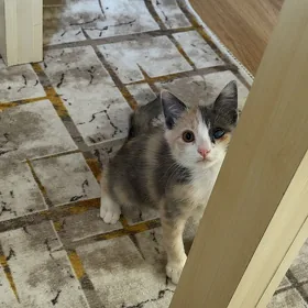 котенок
