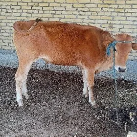 unajyn