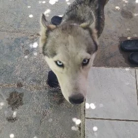 haski