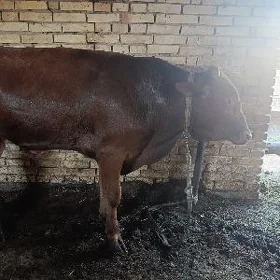 öküz