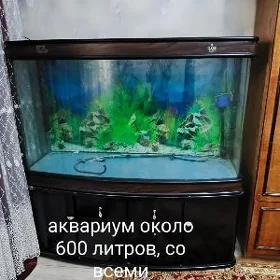 аквариум