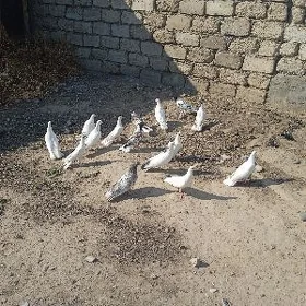 kepderi голуби