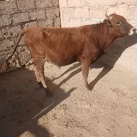 öküz