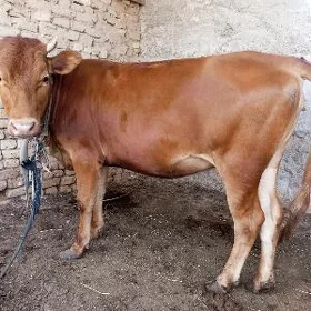 satılık gulajyn gole