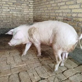 donuz