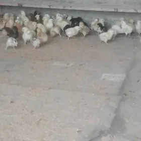 Towu Ĵüje