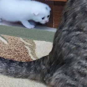 котята pişikler