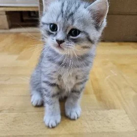 Нежный мальчик