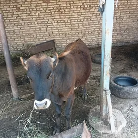 öküz