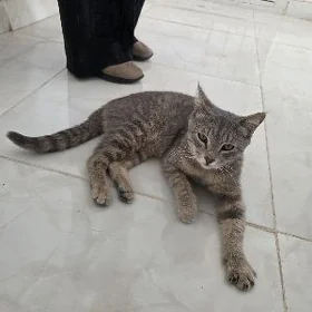 Pişik