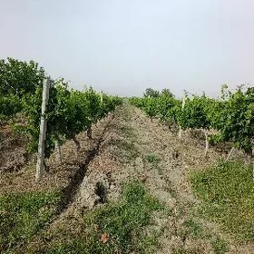 Üzüm gekdar