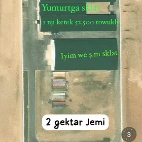 Towuk ferns (yumurtgalyk)