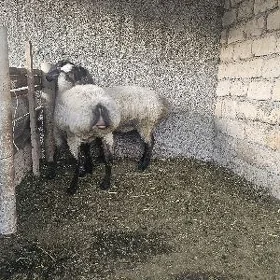 Satlyk goyun işşek