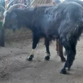 geci